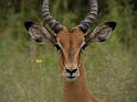 Male impala